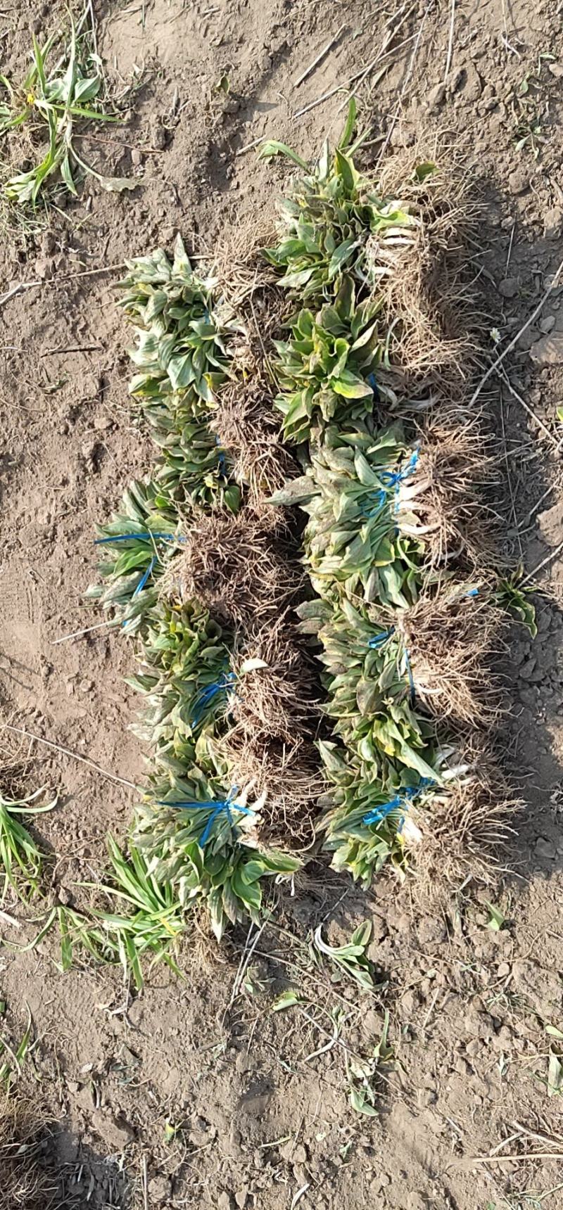 金边玉簪，小金边！无中间商，自产自销，欢迎实体考察