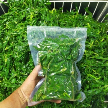 内蒙古.巴彦诺尔市河套精品苦菜，小苦菜