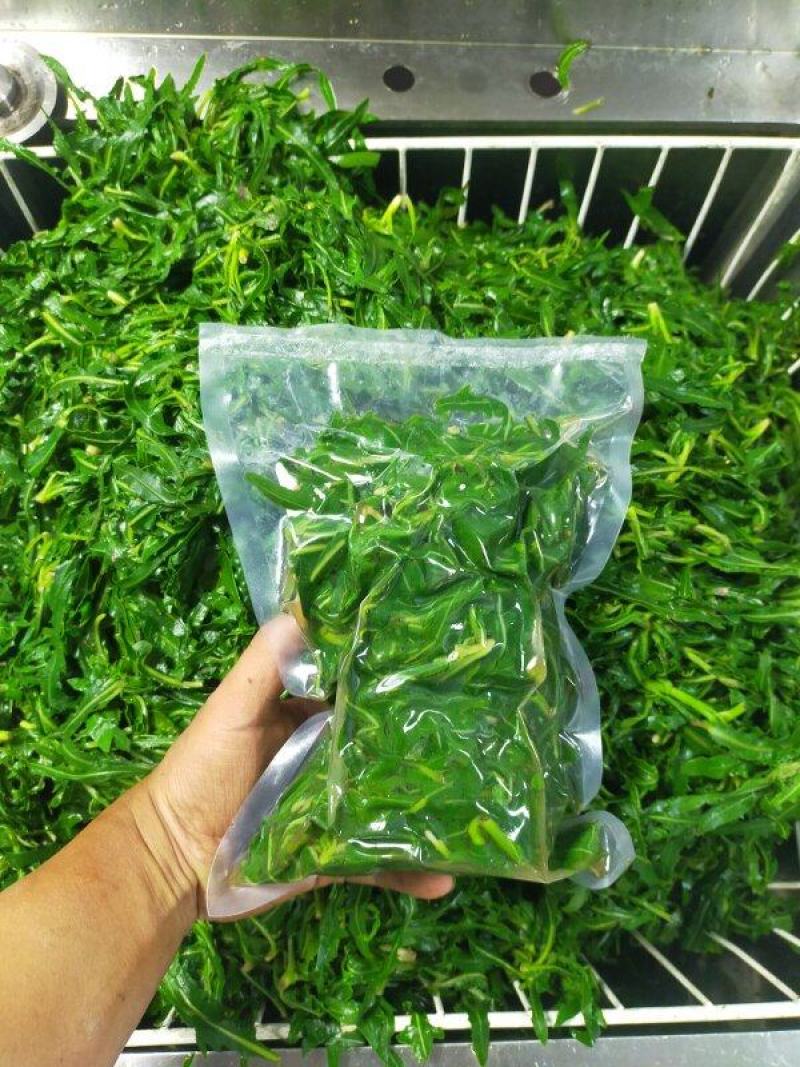 内蒙古.巴彦诺尔市河套精品苦菜，小苦菜