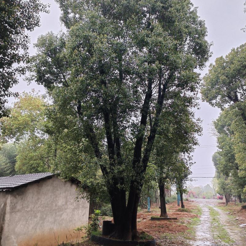 丛生香樟，多杆香樟，香樟，移栽香樟，益阳市星翔苗木基地