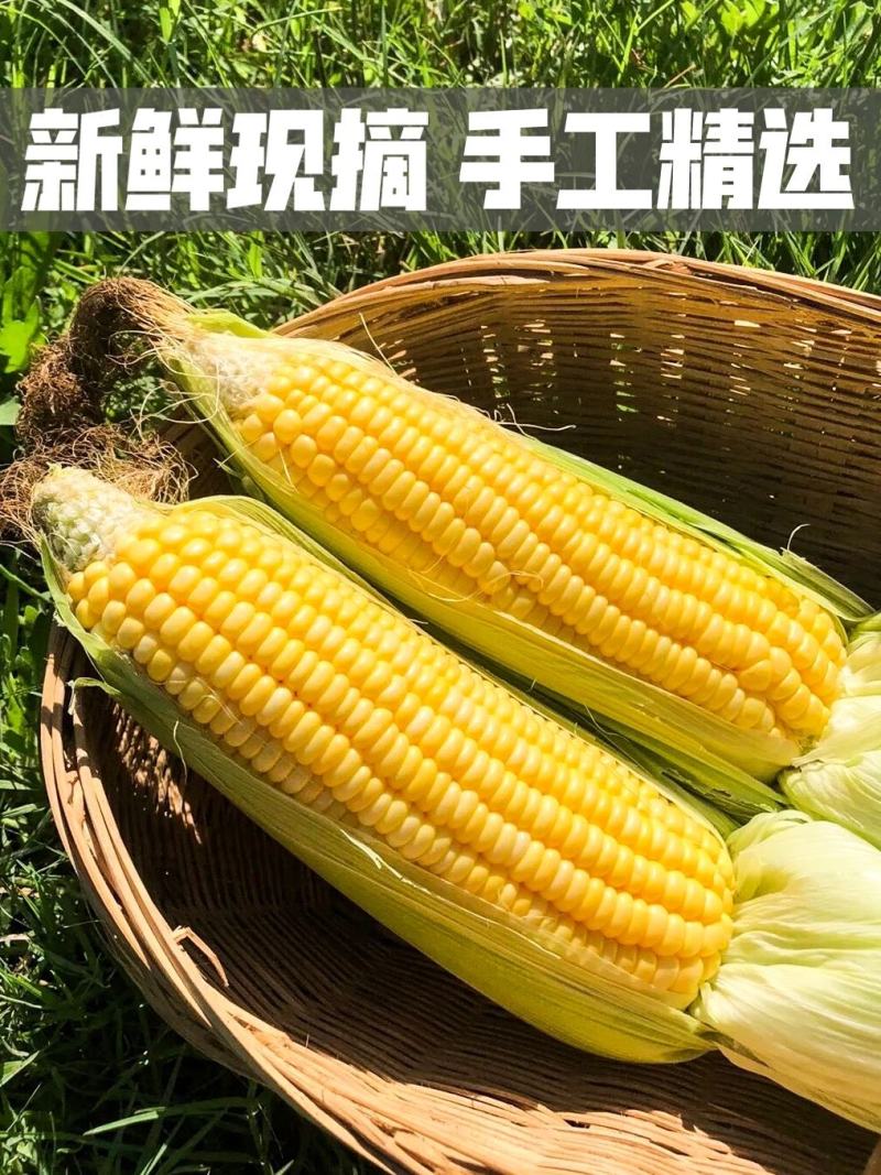 【精选】广东水果玉米全国代发一条龙服务欢迎来电咨询