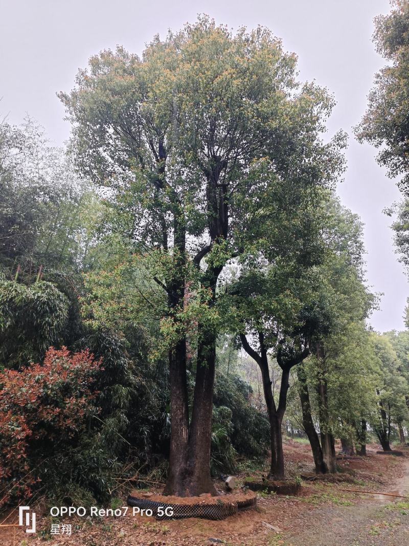 丛生香樟，多杆香樟，香樟，移栽香樟，益阳市星翔苗木基地