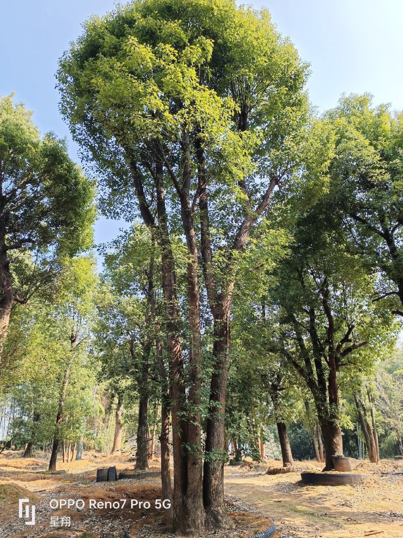 丛生香樟，多杆香樟，香樟，移栽香樟，益阳市星翔苗木基地