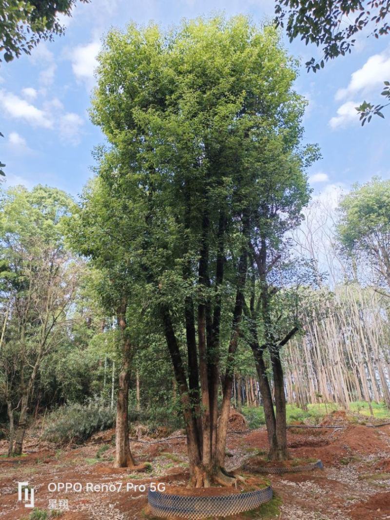 丛生香樟，多杆香樟，香樟，移栽香樟，益阳市星翔苗木基地
