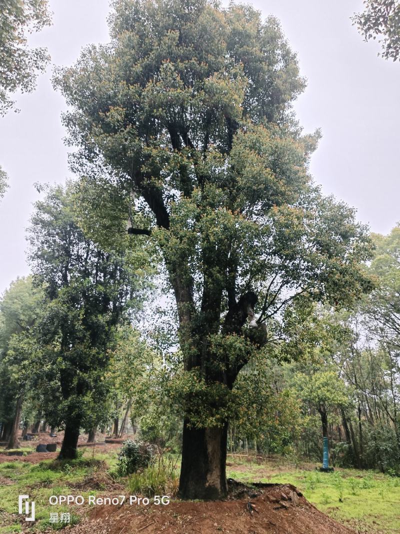 丛生香樟，多杆香樟，香樟，移栽香樟，益阳市星翔苗木基地