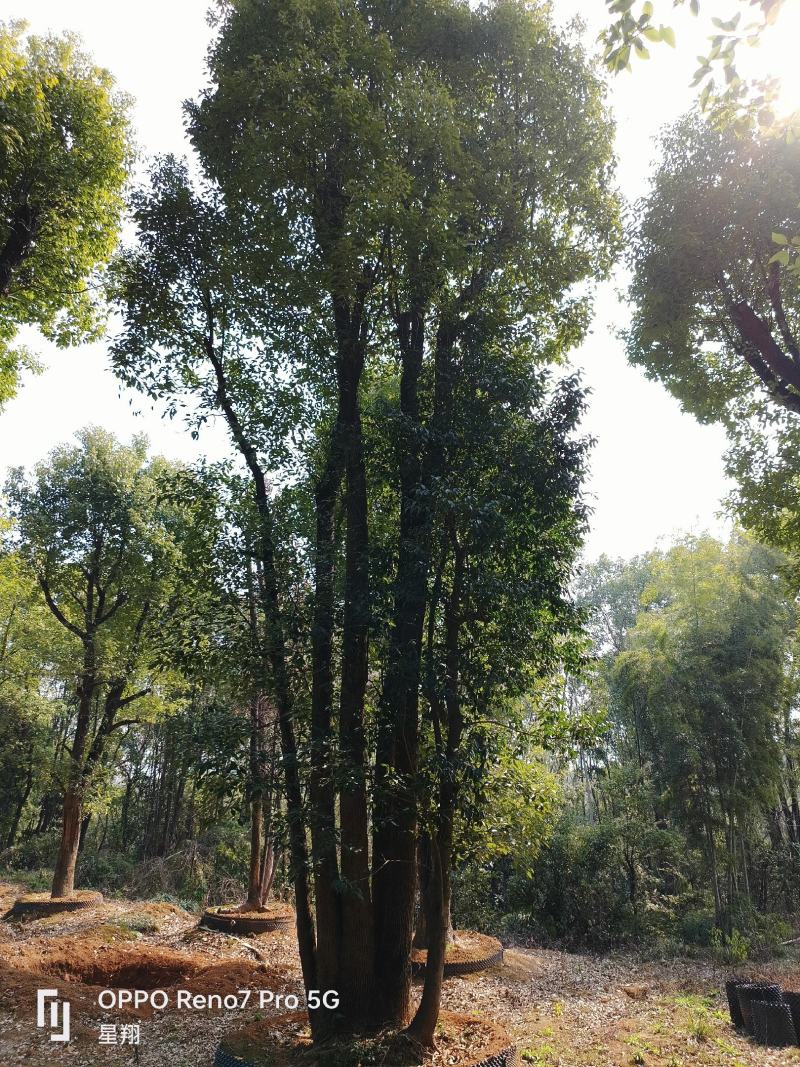丛生香樟，多杆香樟，香樟，移栽香樟，益阳市星翔苗木基地