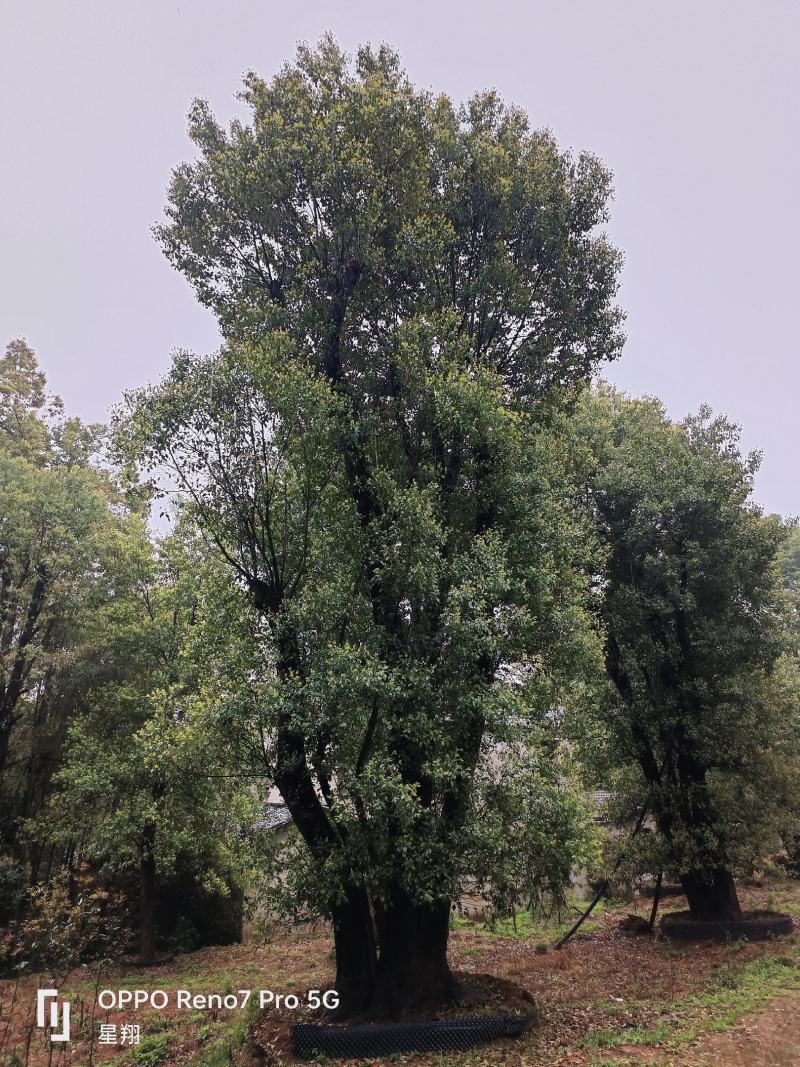 丛生香樟，多杆香樟，香樟，移栽香樟，益阳市星翔苗木基地