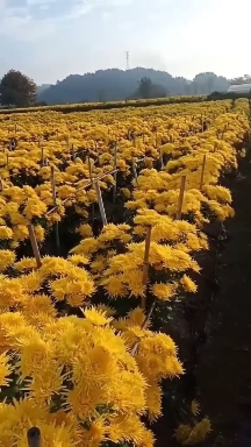 金丝皇菊新苗，新株。