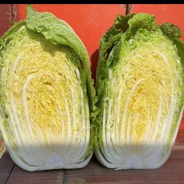 万亩精品黄心大白菜大量上市货源充足4到6斤合作共赢！