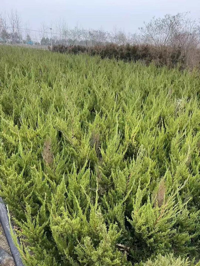 【优选】基地直销龙柏苗球工程大小地苗全国发货