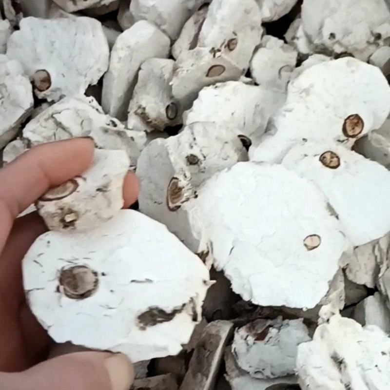 茯神木，一手货源，质量保证，新货无杂质，欢迎选购