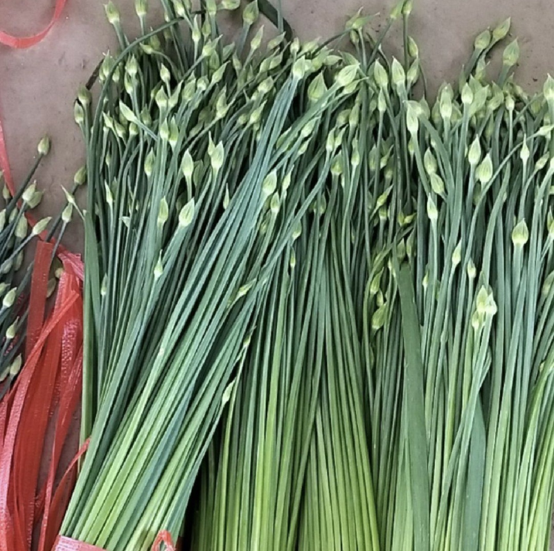 精品韭苔梁山韭苔万亩韭菜基地