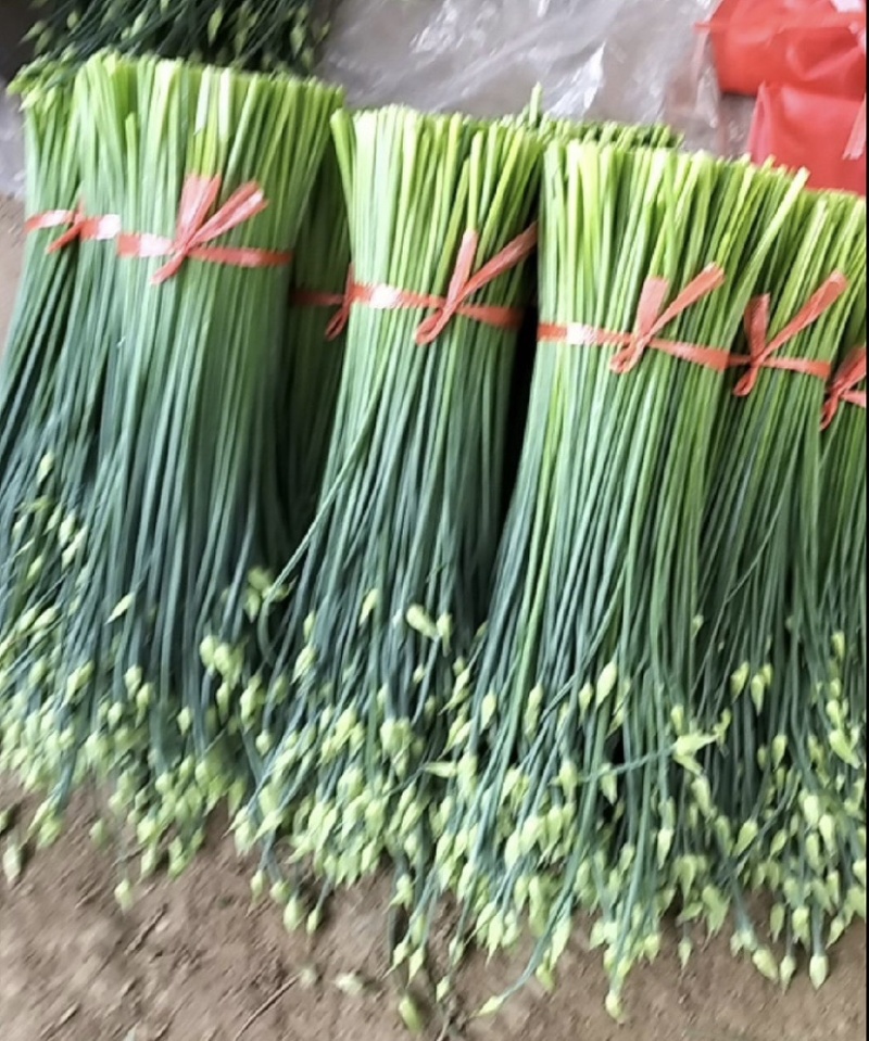 精品韭苔梁山韭苔万亩韭菜基地