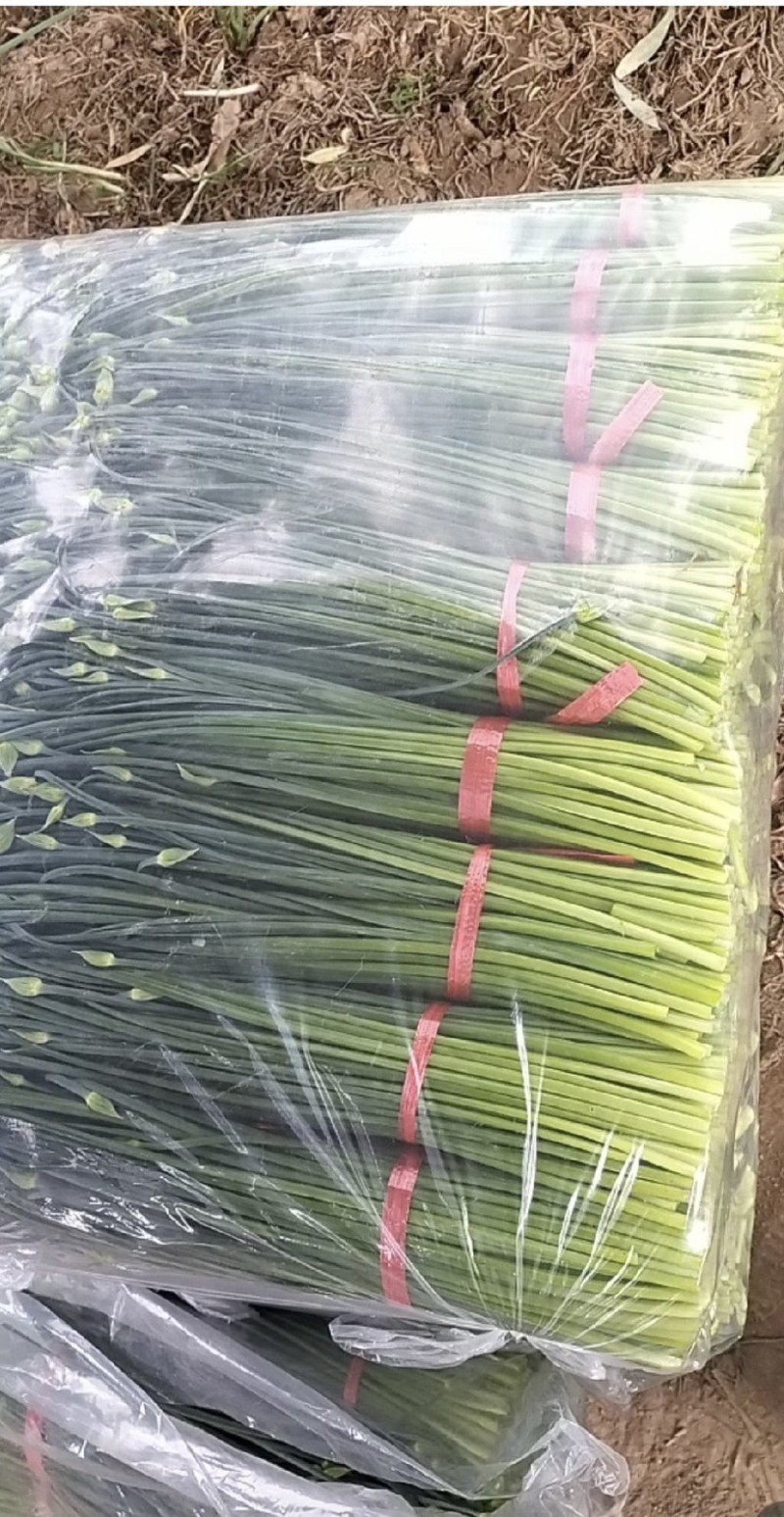 精品韭苔梁山韭苔万亩韭菜基地