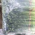 精品韭苔梁山韭苔万亩韭菜基地