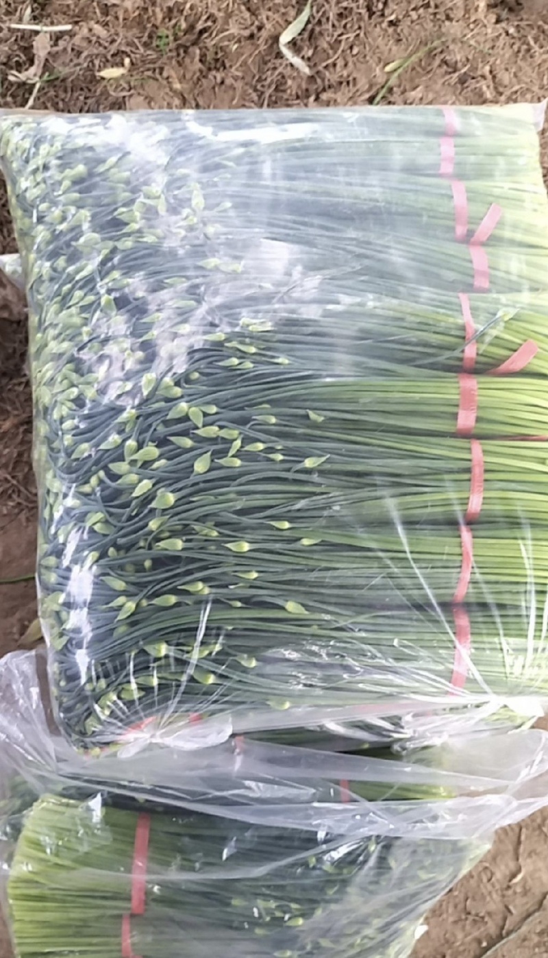 精品韭苔梁山韭苔万亩韭菜基地
