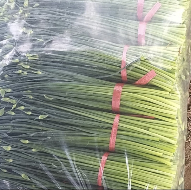 精品韭苔梁山韭苔万亩韭菜基地