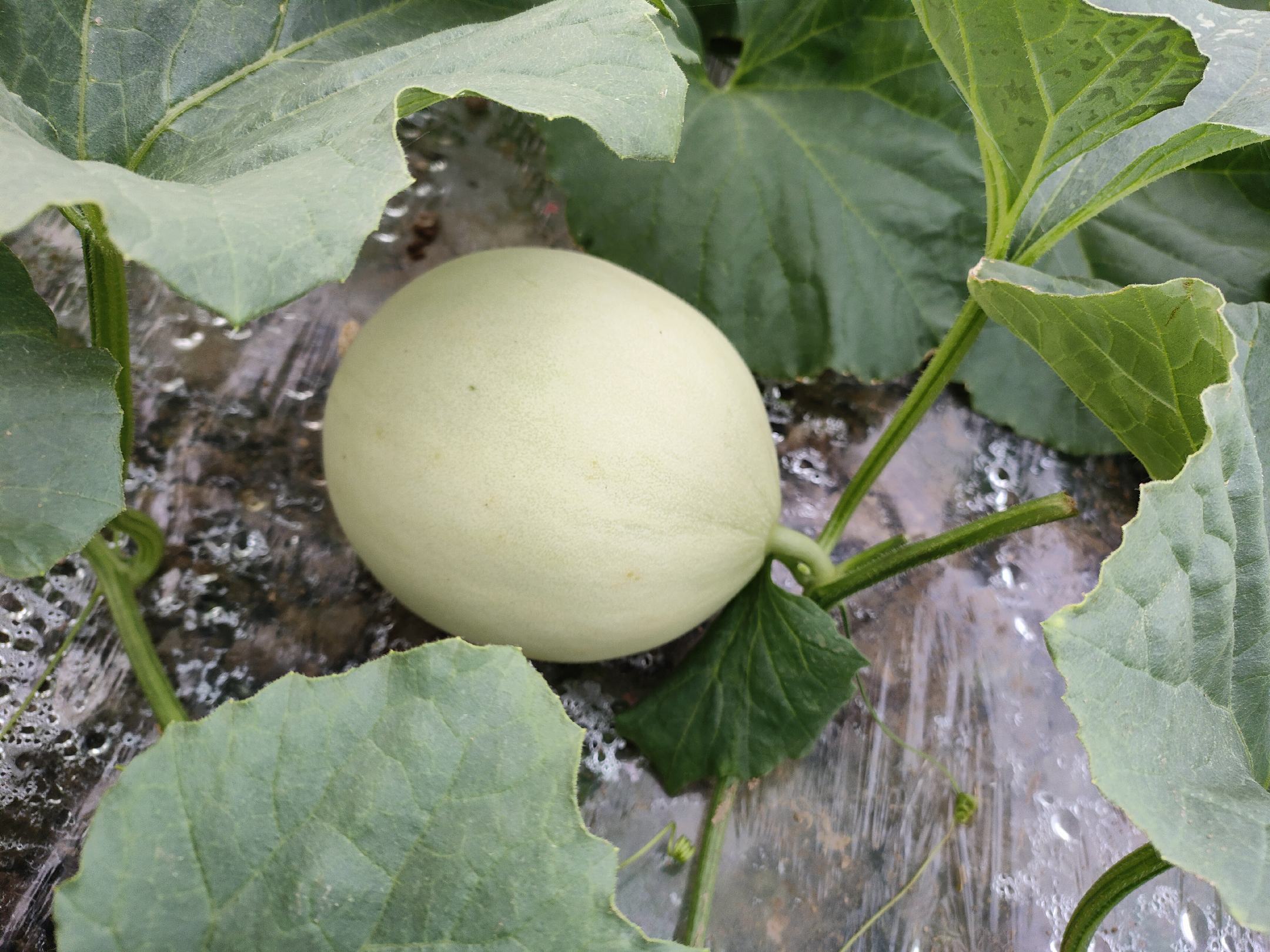 展示玉菇甜瓜成熟果实的外观和果肉质地 玉菇甜瓜果实展示