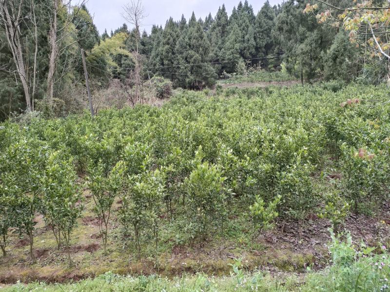 四川遂宁蓬溪基地批发春见耙耙柑树苗大苗果苗