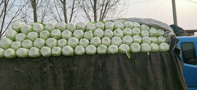 山东沂南工棚黄心白菜.净菜4-6斤无烧心无烧边全国发货