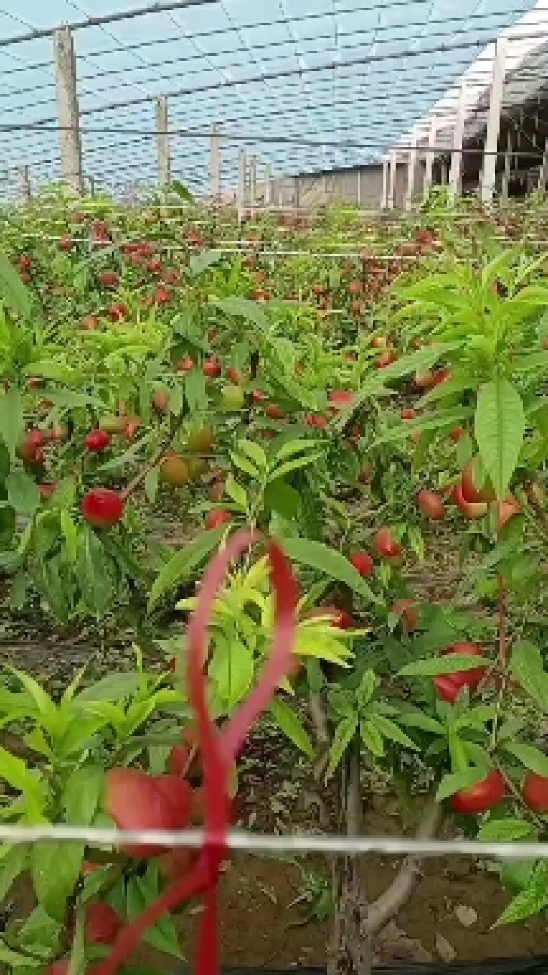山东省中油油桃基地大量上市，可对接电商，团购，批发商客户