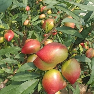 山东省中油油桃基地大量上市，可对接电商，团购，批发商客户