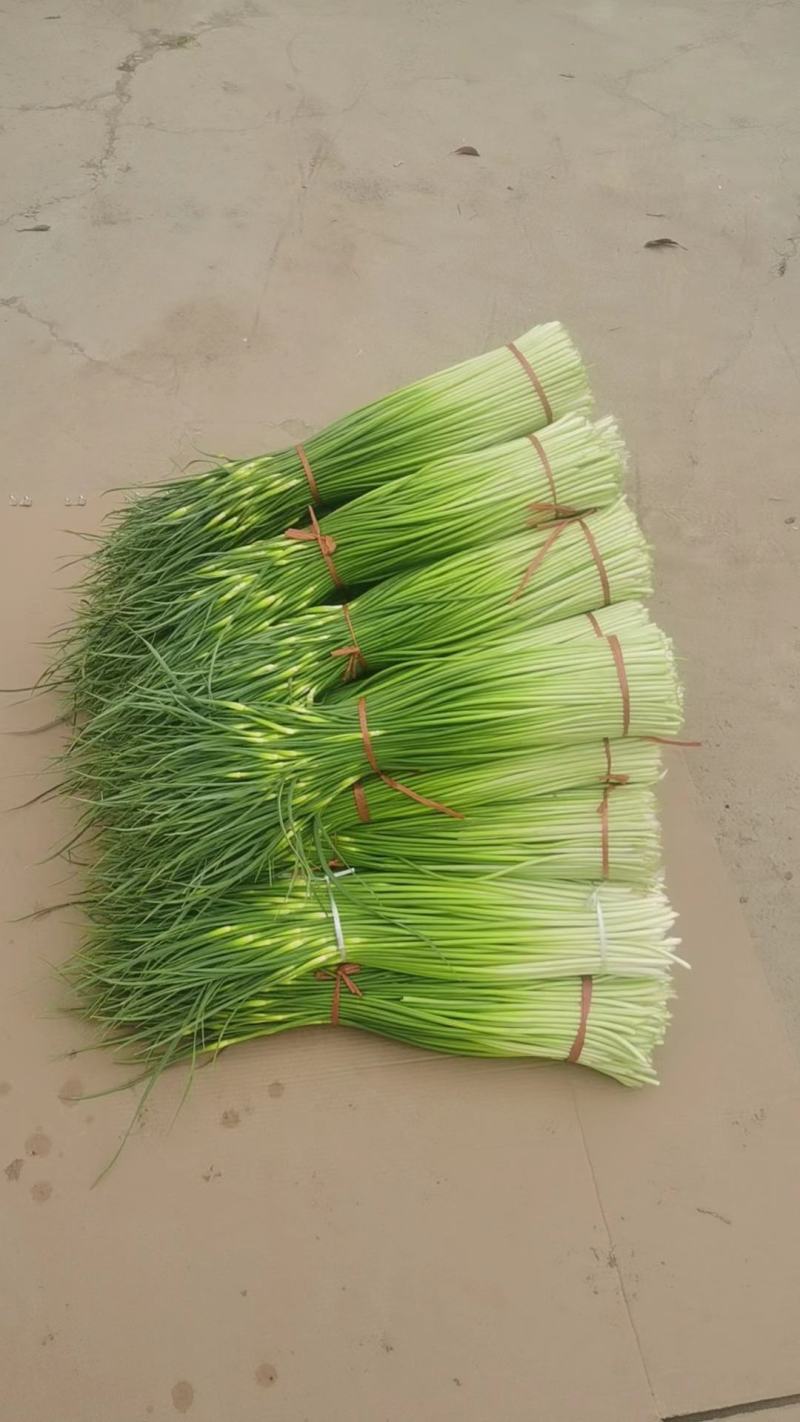精品红帽蒜薹干苔不泡水，全长80，专业代发办，诚信经营