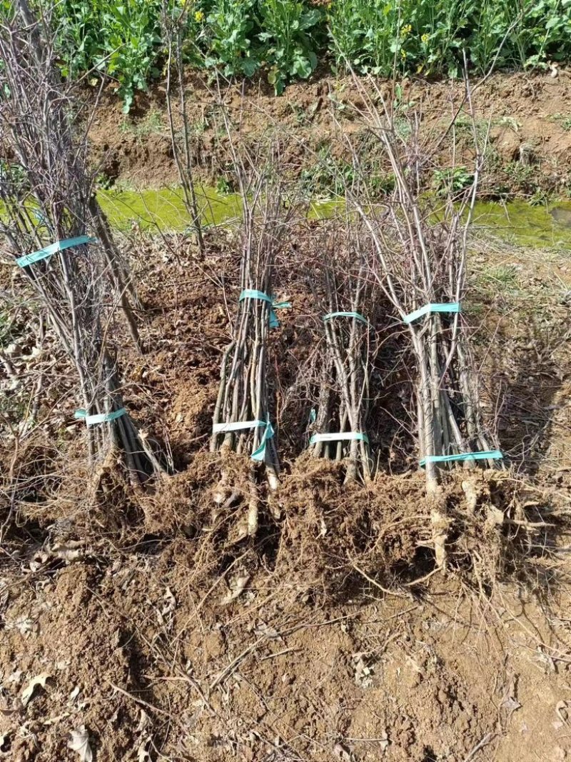 【优选】娜塔栎小苗北美红栎红橡树产地直供量大从优