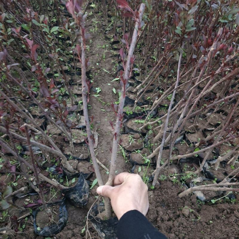 紫叶矮樱