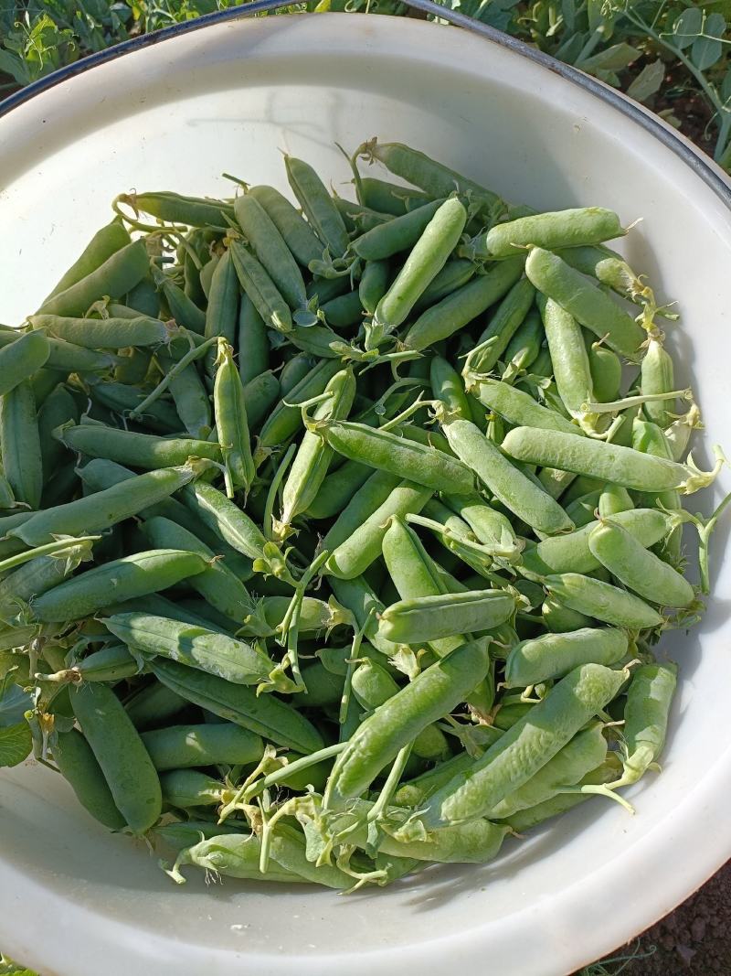 甜豌豆