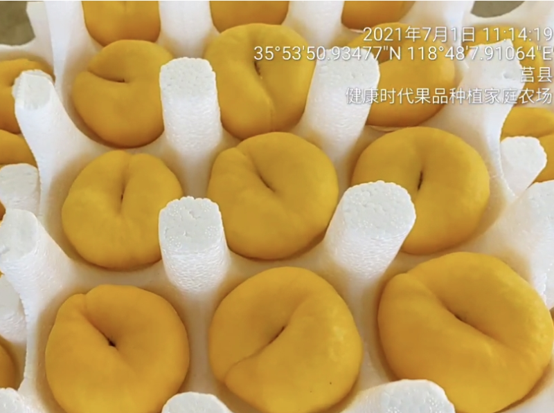 批量上市5月成熟油蟠6-6，9，1-21，毛蟠101