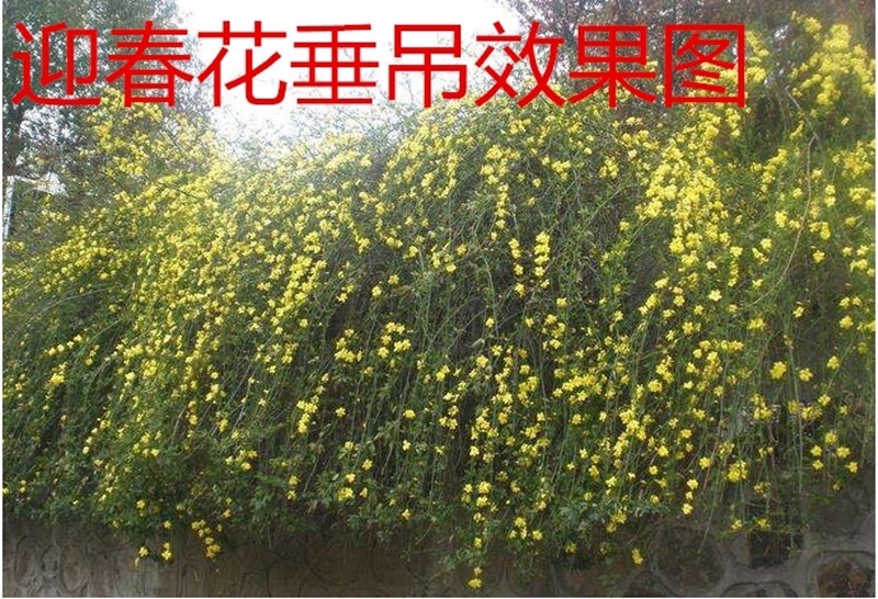 迎春花