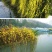 迎春花
