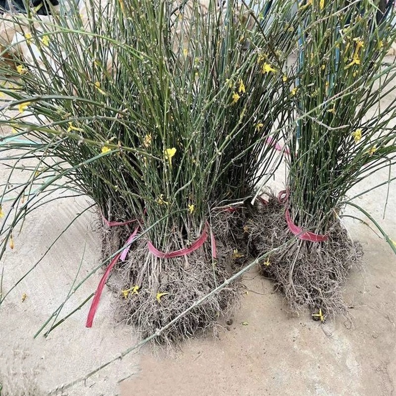 迎春花
