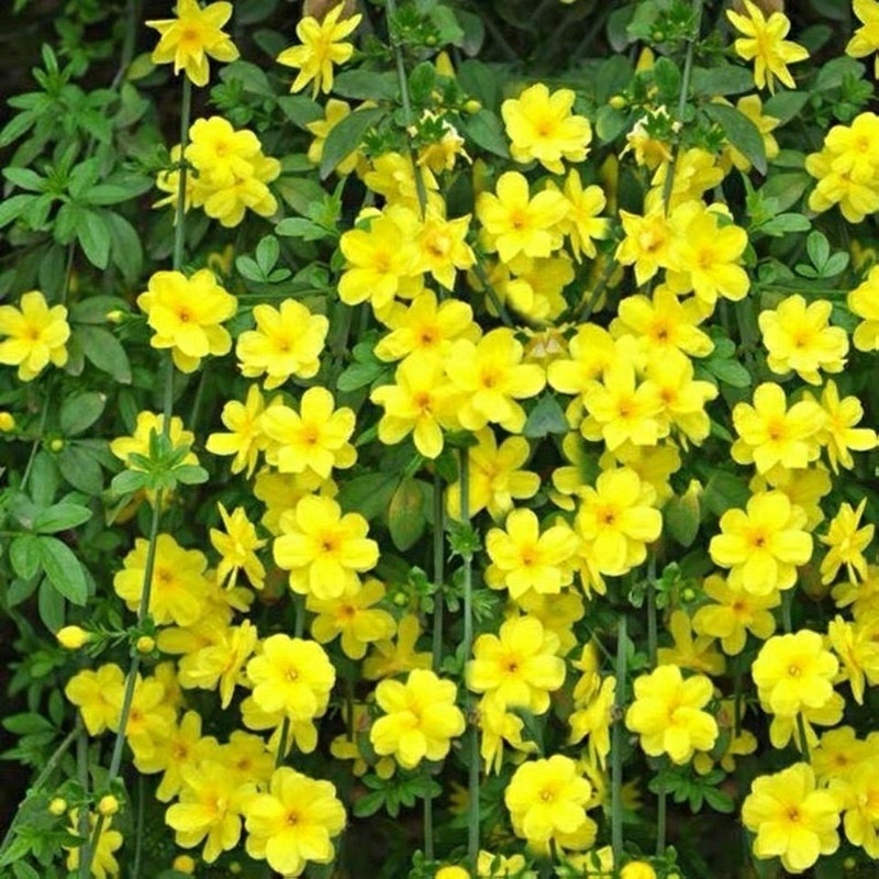 迎春花