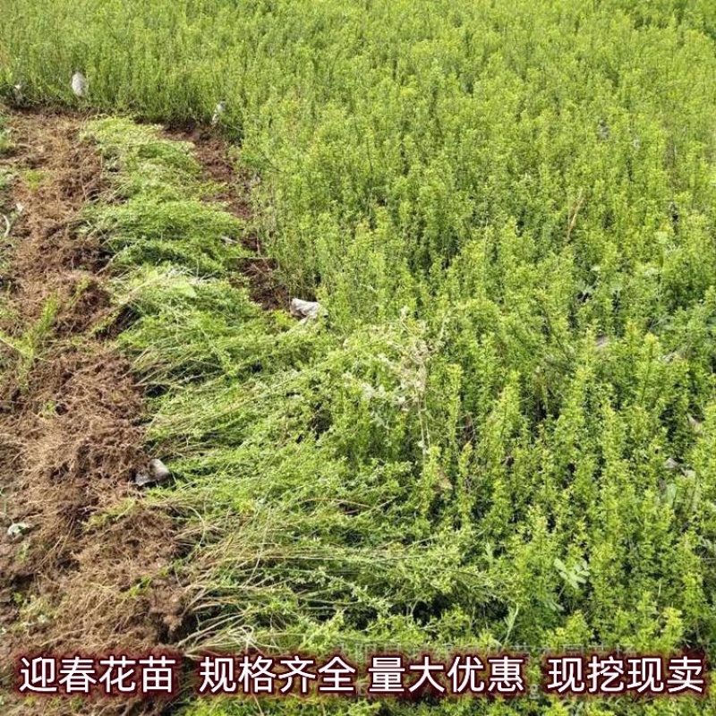 迎春花