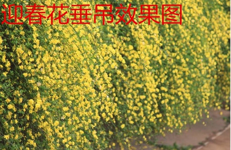 迎春花