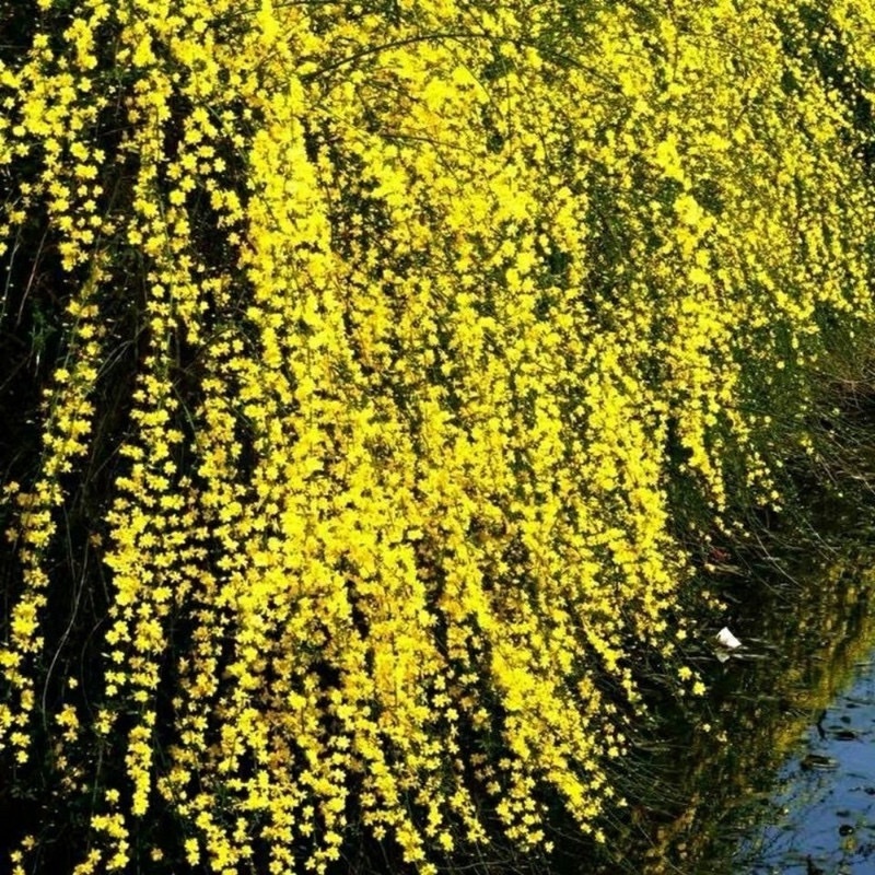 迎春花