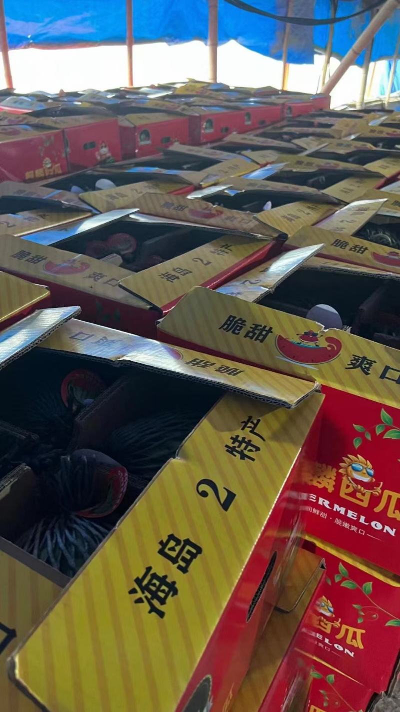 雷州麒麟西瓜，可以视频，可下产地。欢迎来到。