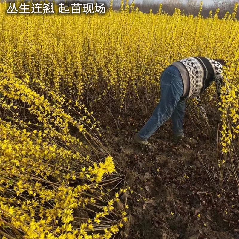 连翘