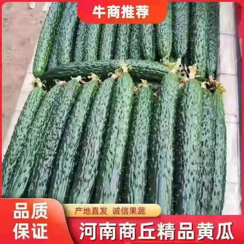 夏邑县油亮鲜黄瓜青瓤，黑条密刺黄瓜一手货源，产地发货