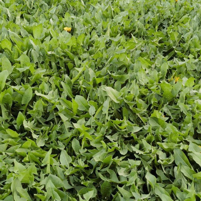 【热卖推荐】婆婆丁鲜叶产地直发可视频看货量大优惠欢迎联系