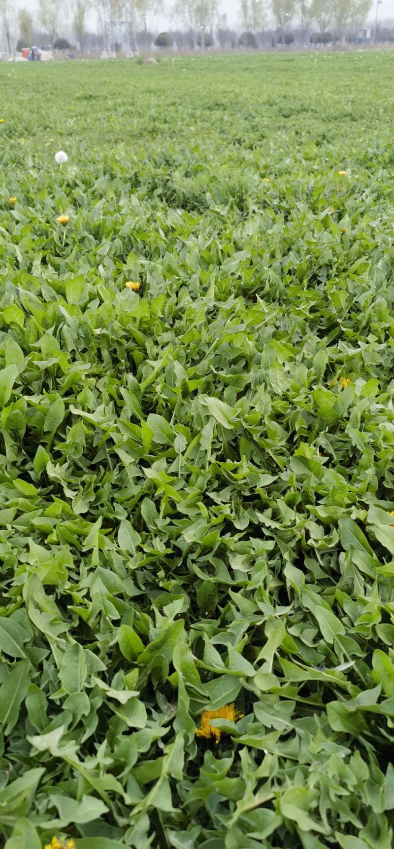 【热卖推荐】婆婆丁鲜叶产地直发可视频看货量大优惠欢迎联系