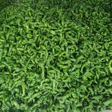 **螺丝椒，新苗，全国发货