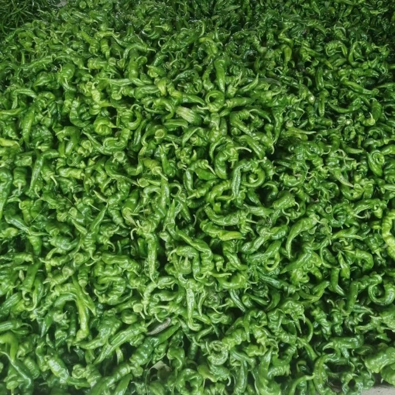 **螺丝椒，新苗，全国发货