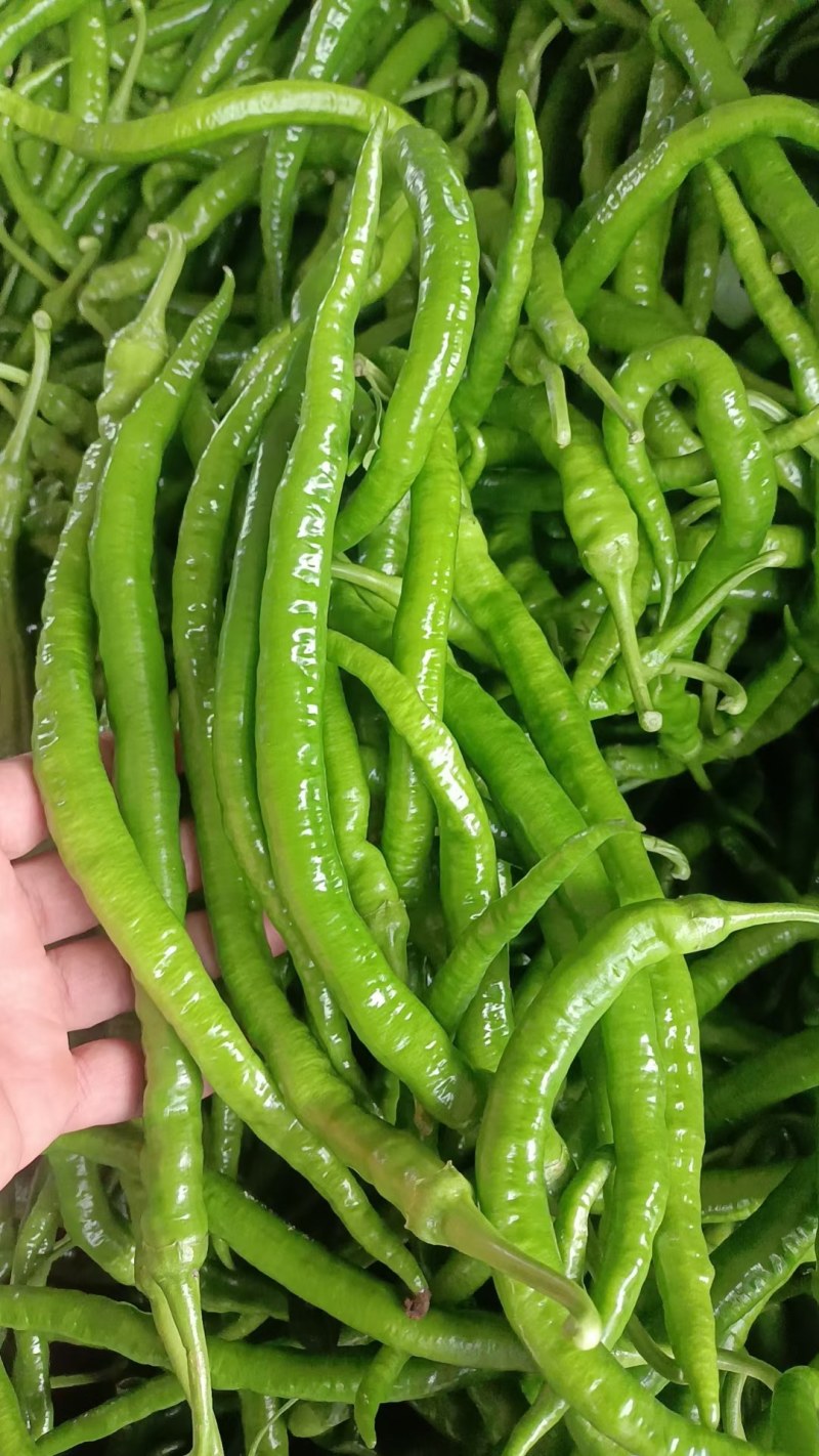 **螺丝椒，新苗，全国发货