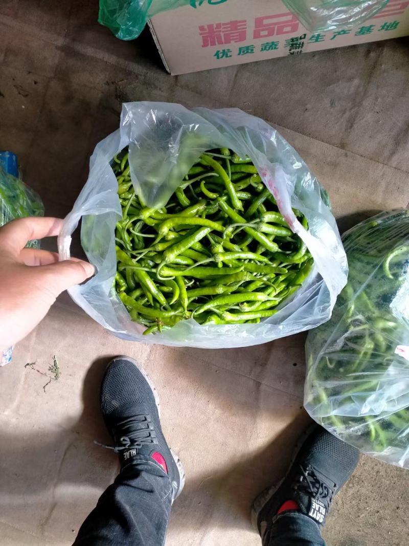 杭椒上市中