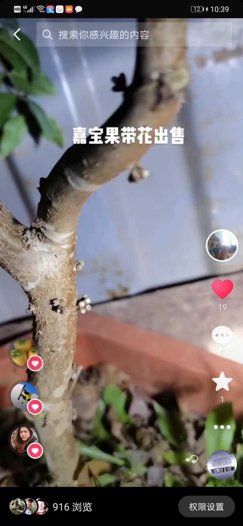 嘉宝果树，嘉宝果苗，树葡萄