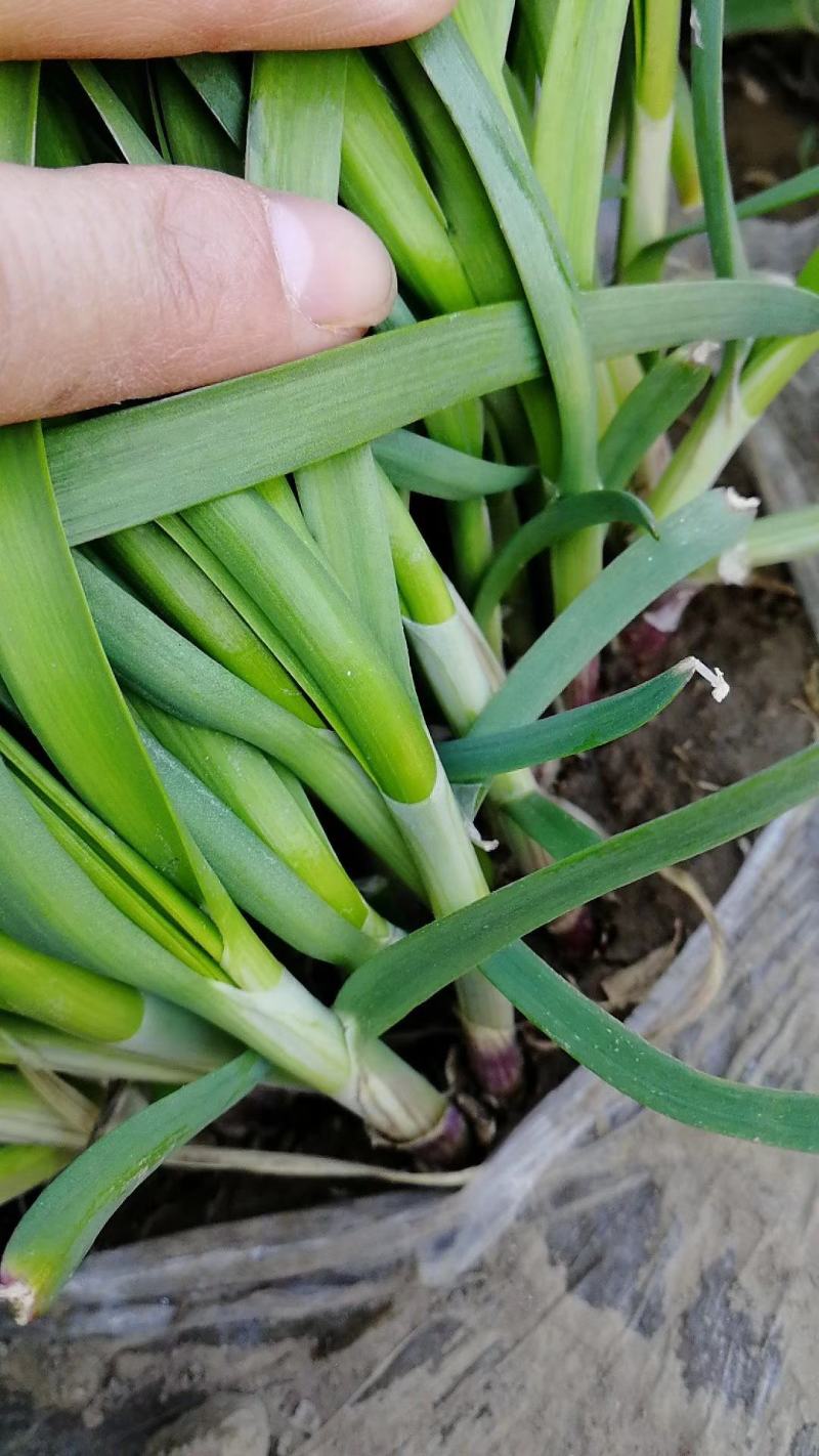 粗跟大叶韭菜露天韭菜