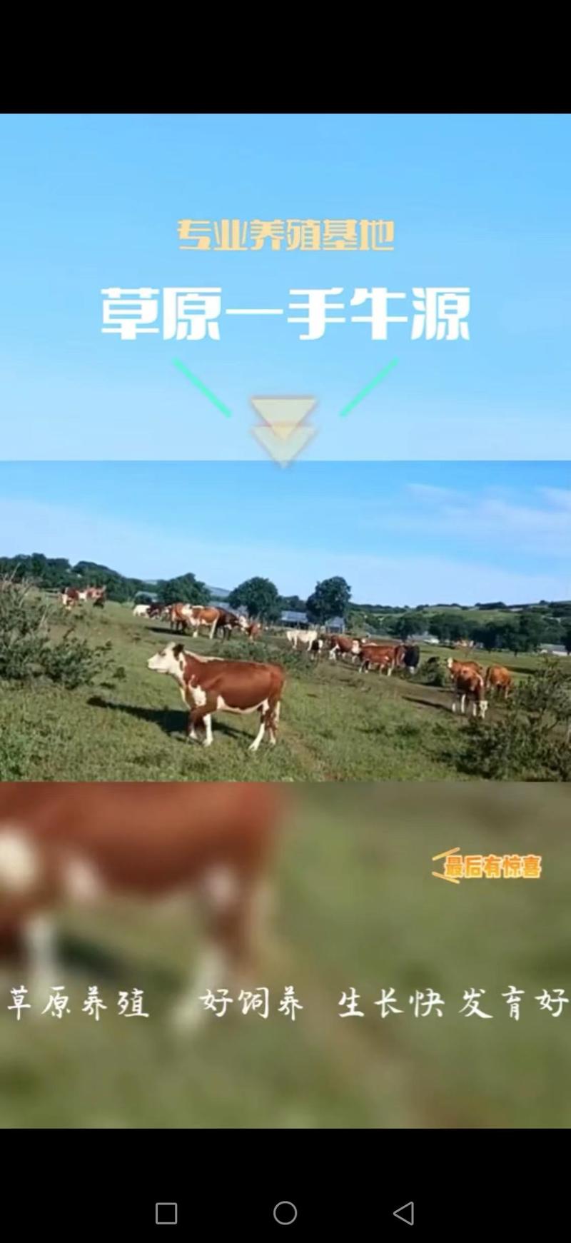 [牛犊]草原一手牛西门塔尔牛牛犊疫苗接种欢迎来电采购